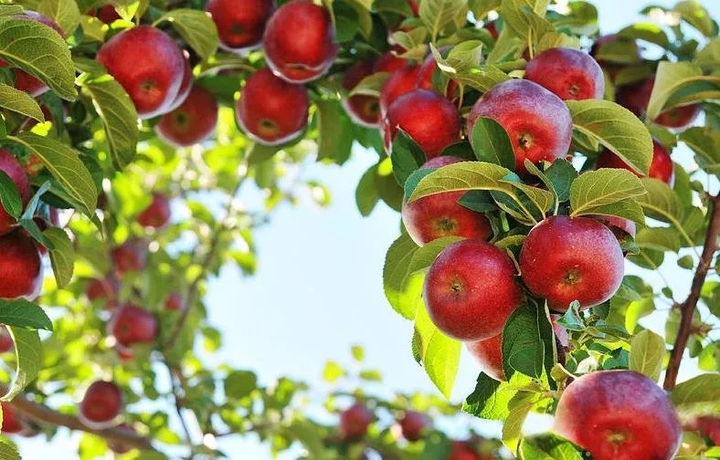 Apple tree