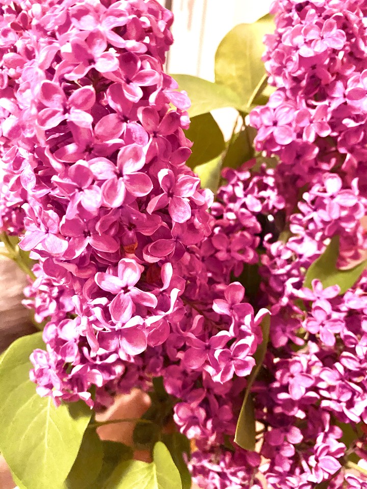 lilac
