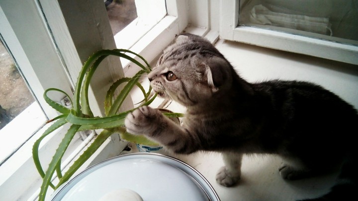 Bon wanna to it aloe