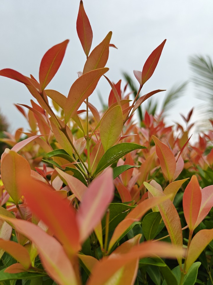 Leaves?