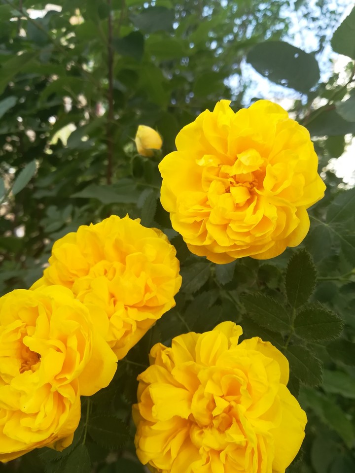 flower