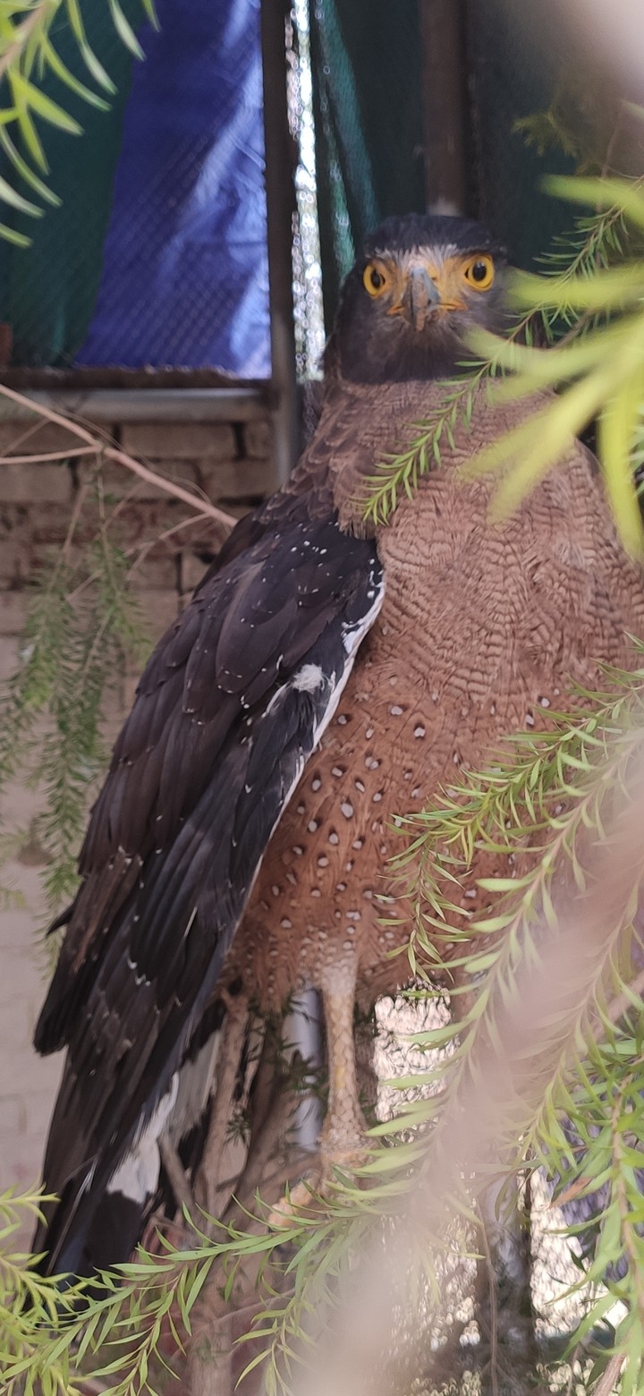 Eagle