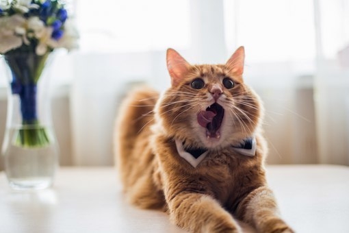 зевающий кот