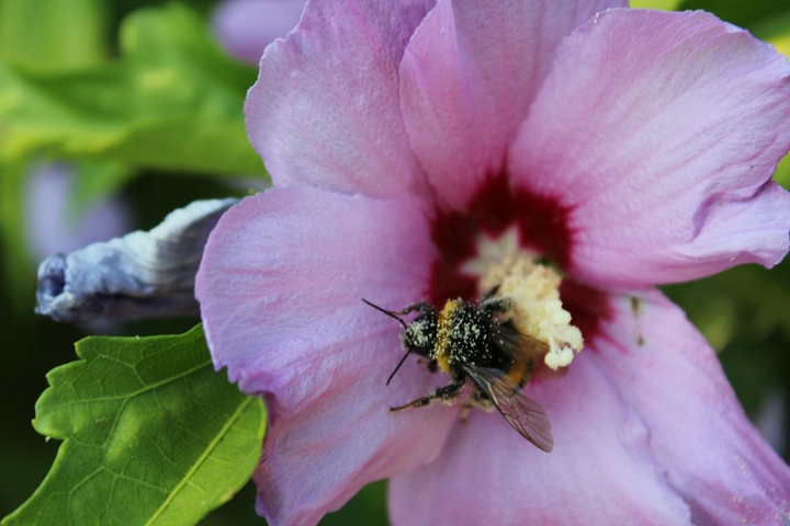 bee & flower