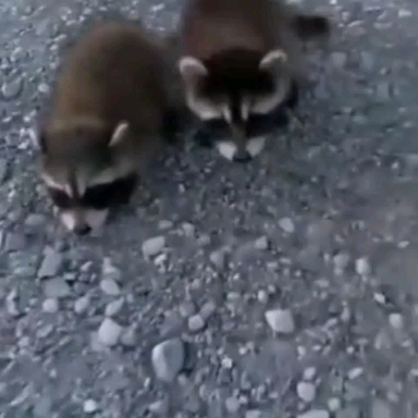 мимишки))))