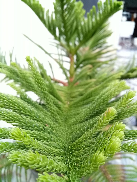 natures hand(copyright)
