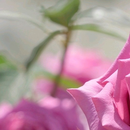 4x Rose