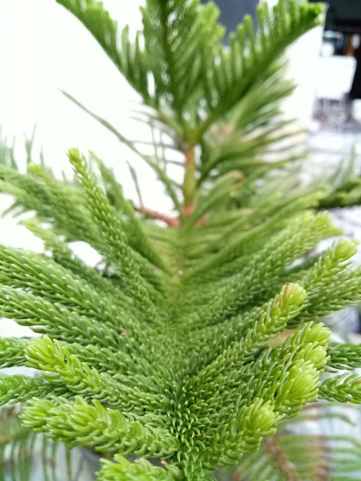 natures hand(copyright)