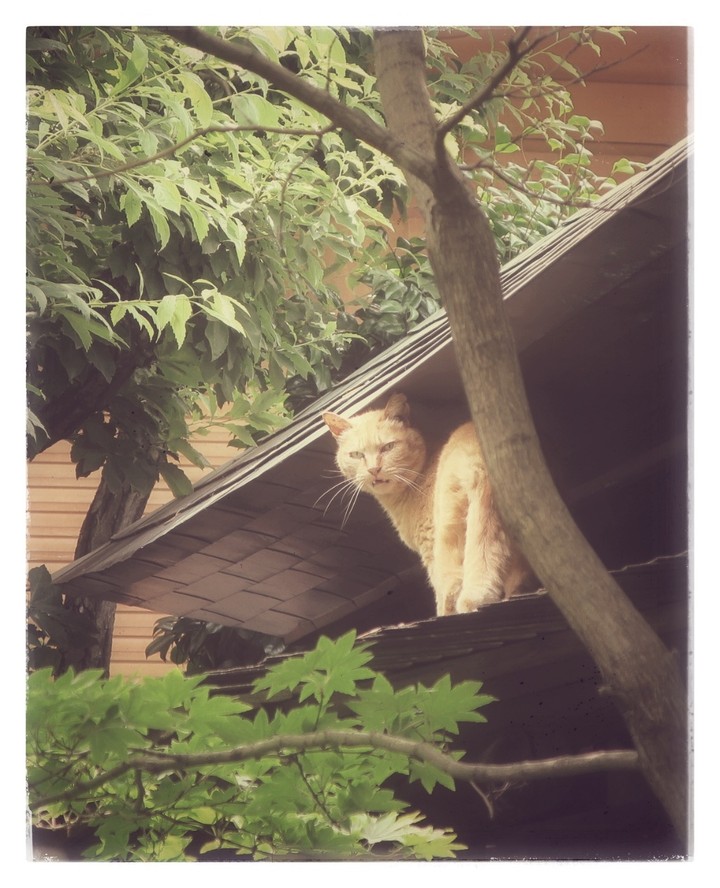 cat