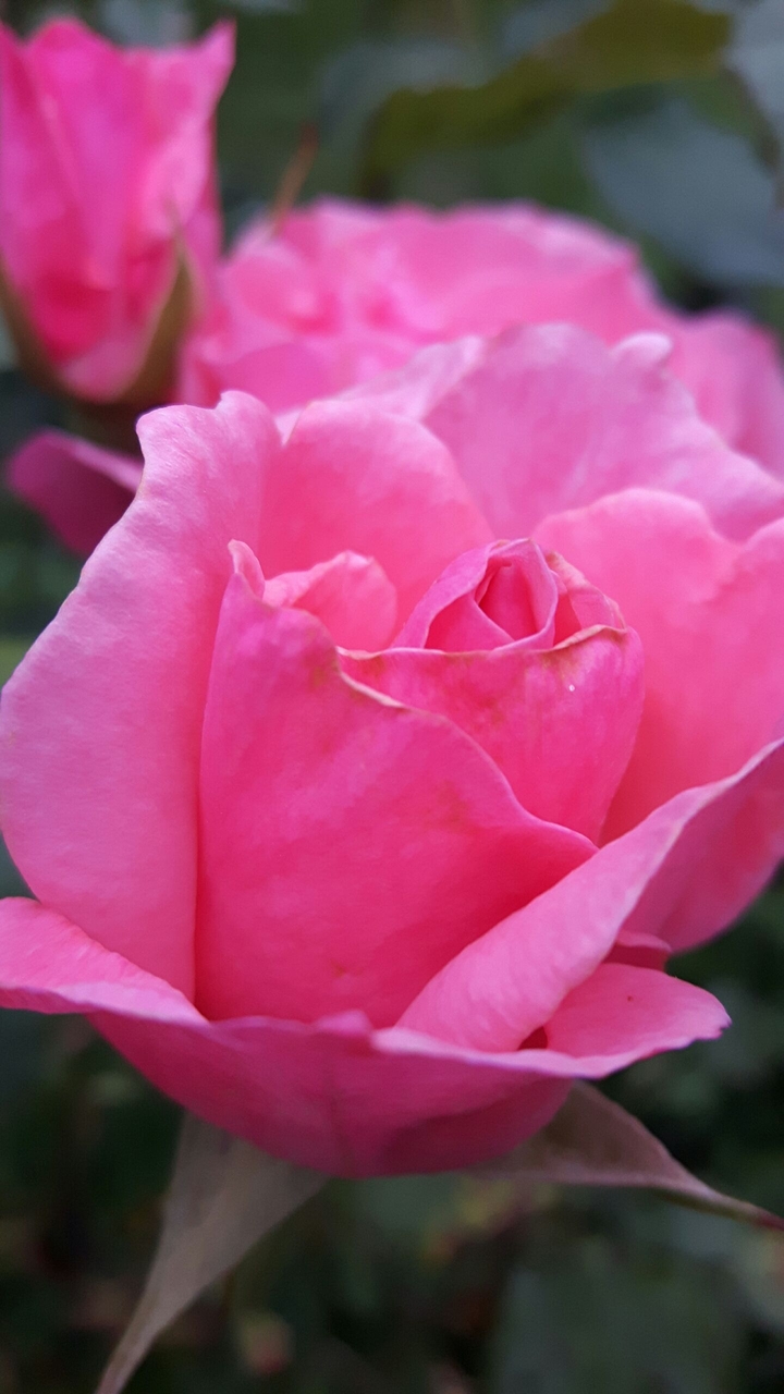 pink rose