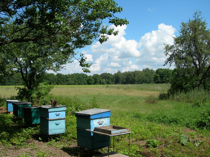 Hive and summer