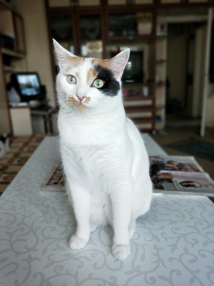 my cat