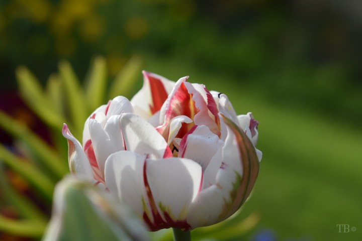 Tulpe