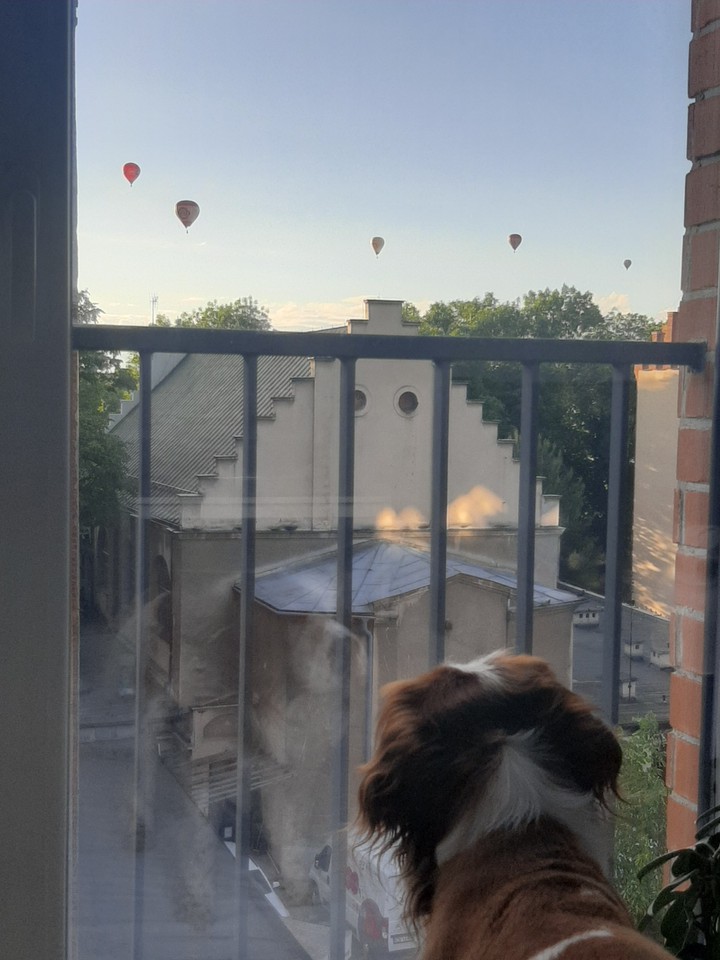 baloons and a cavalier