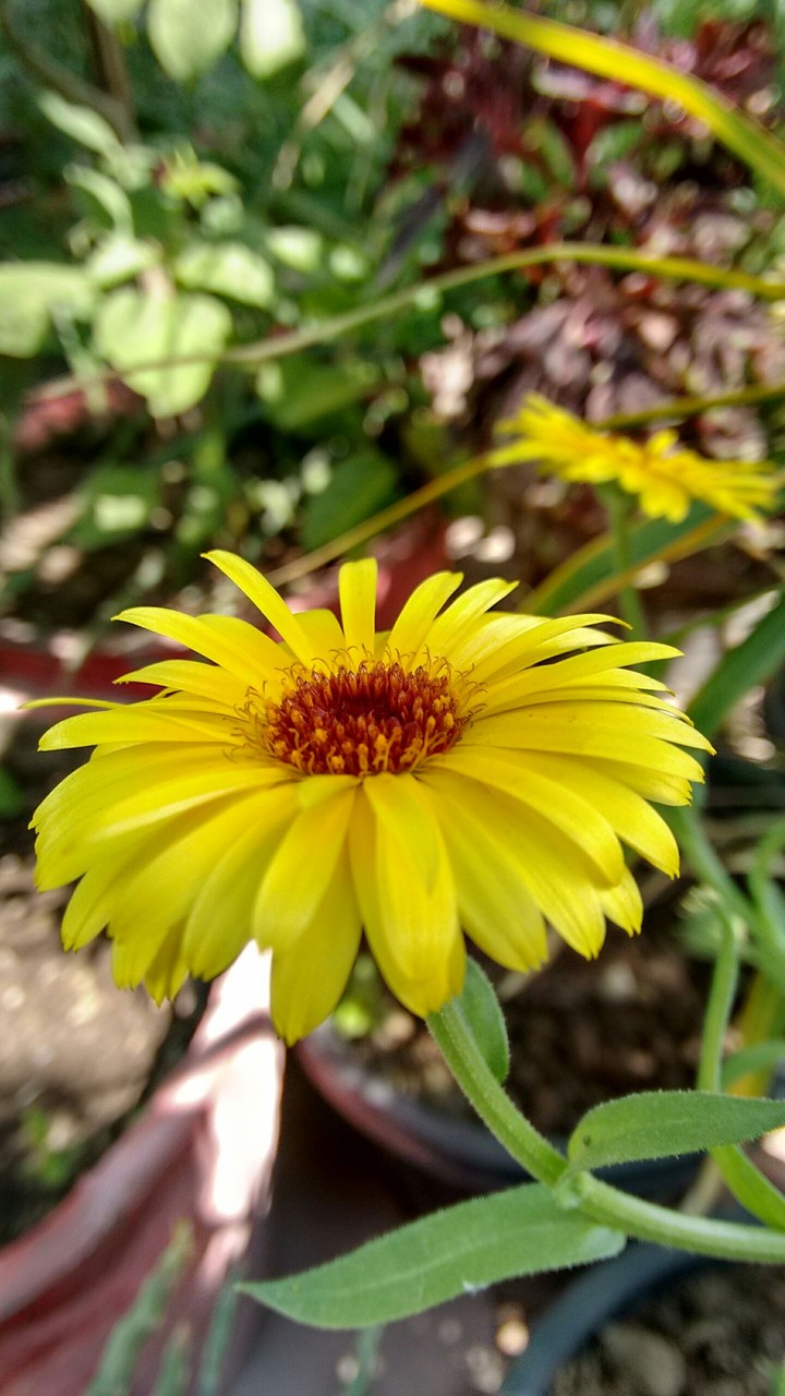 Flower