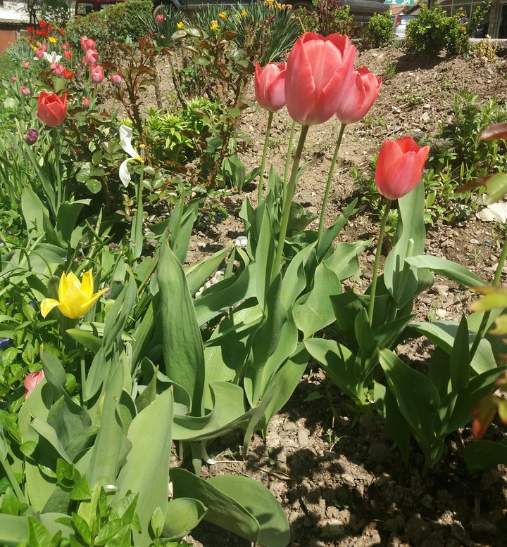 tulips