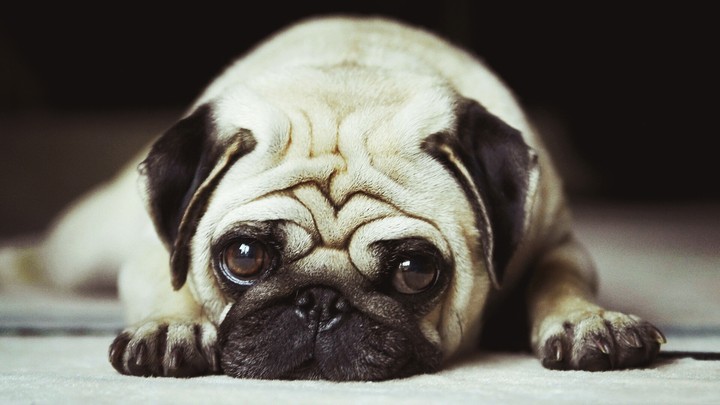 happy dogs day