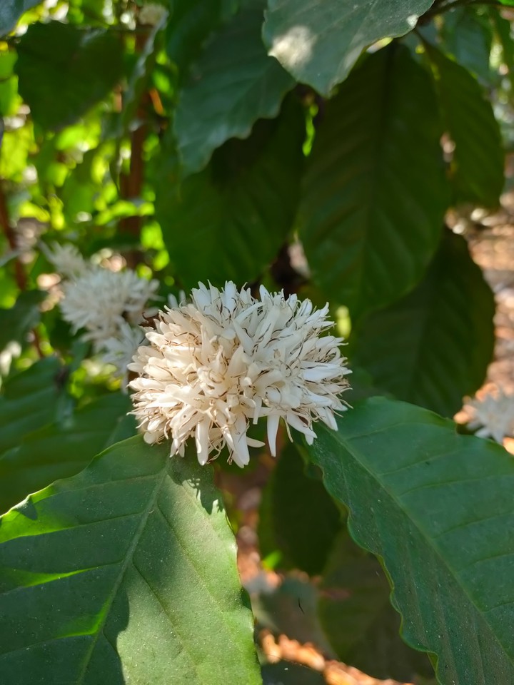 Coffee flowers
