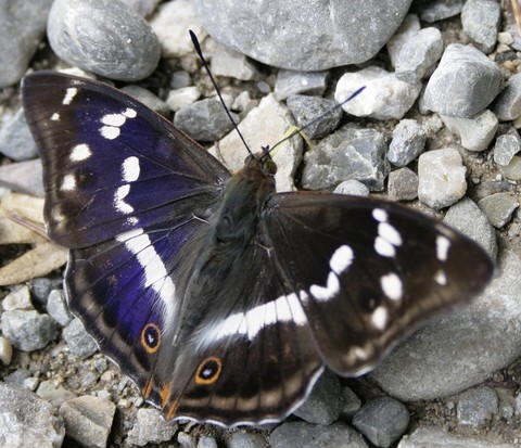 fonds d'écran admirals, butterfly