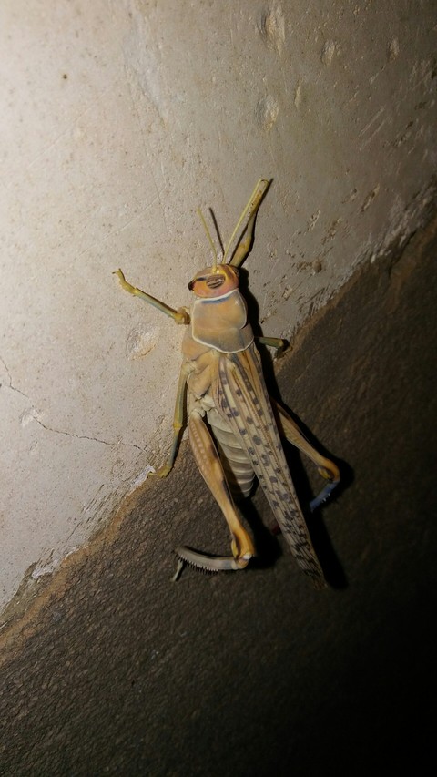 grasshopper