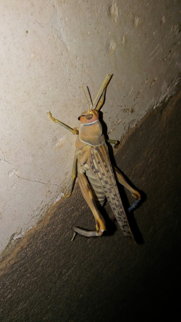 grasshopper