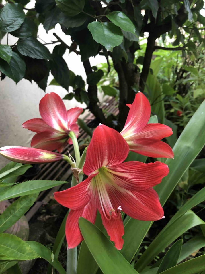 flowers ?