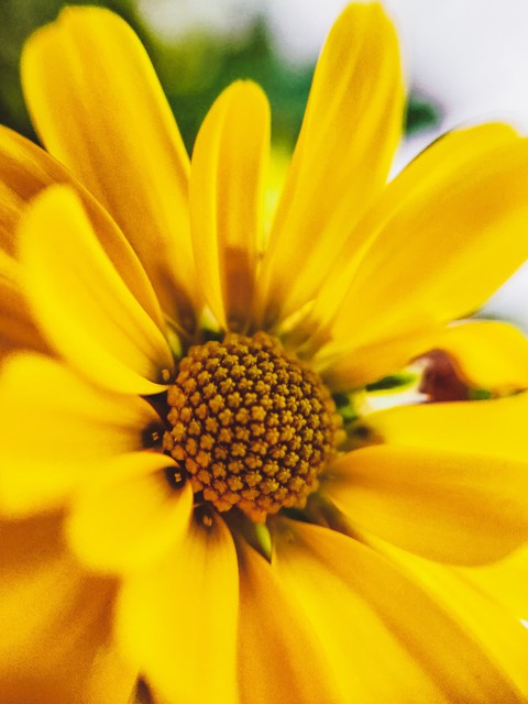 spring flower