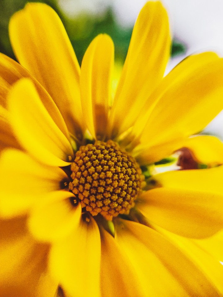 spring flower