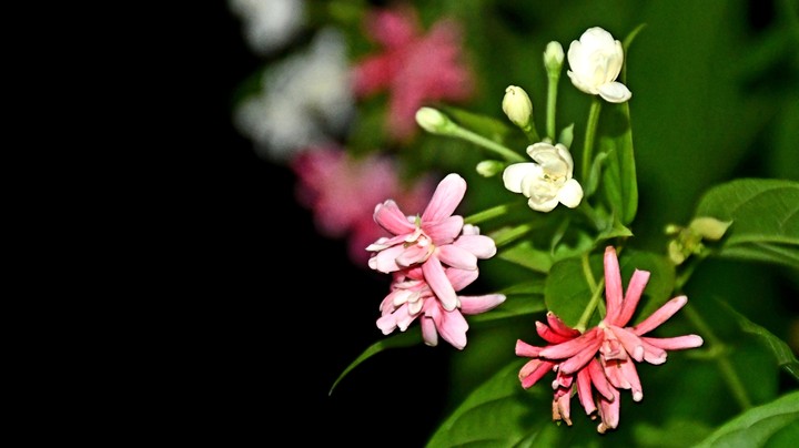Night flower