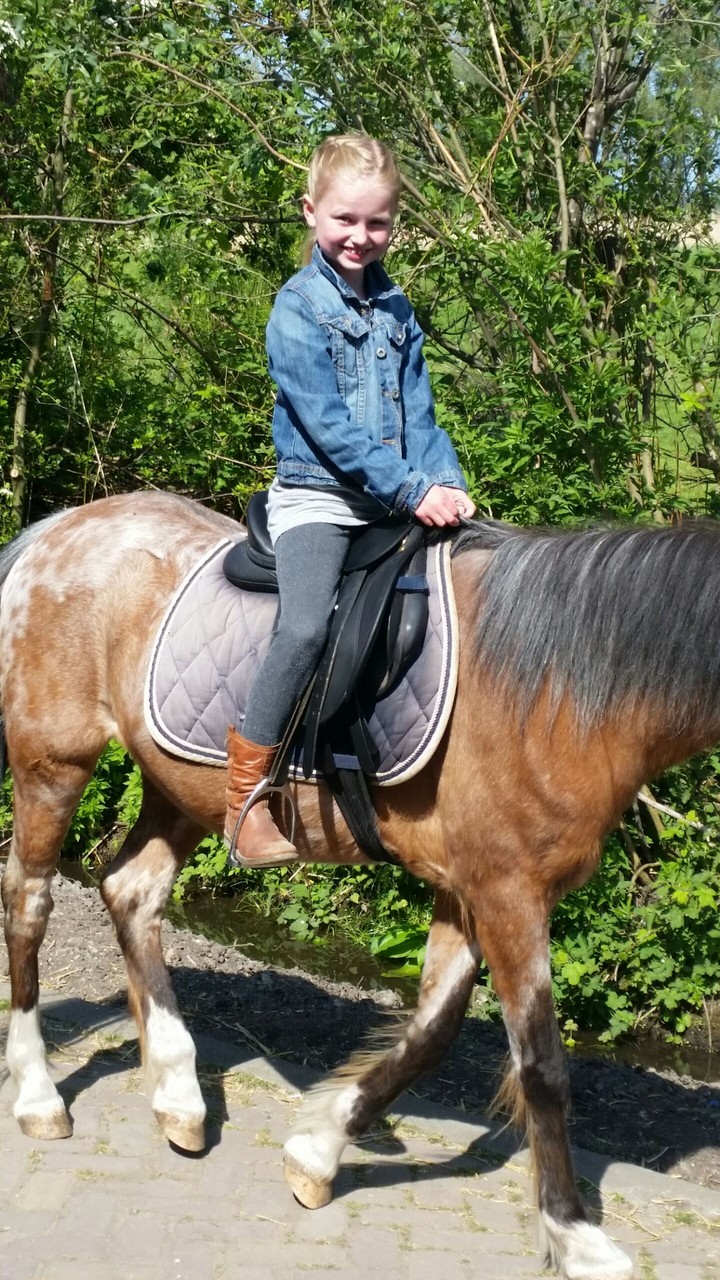 paarden