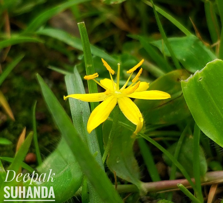 flower