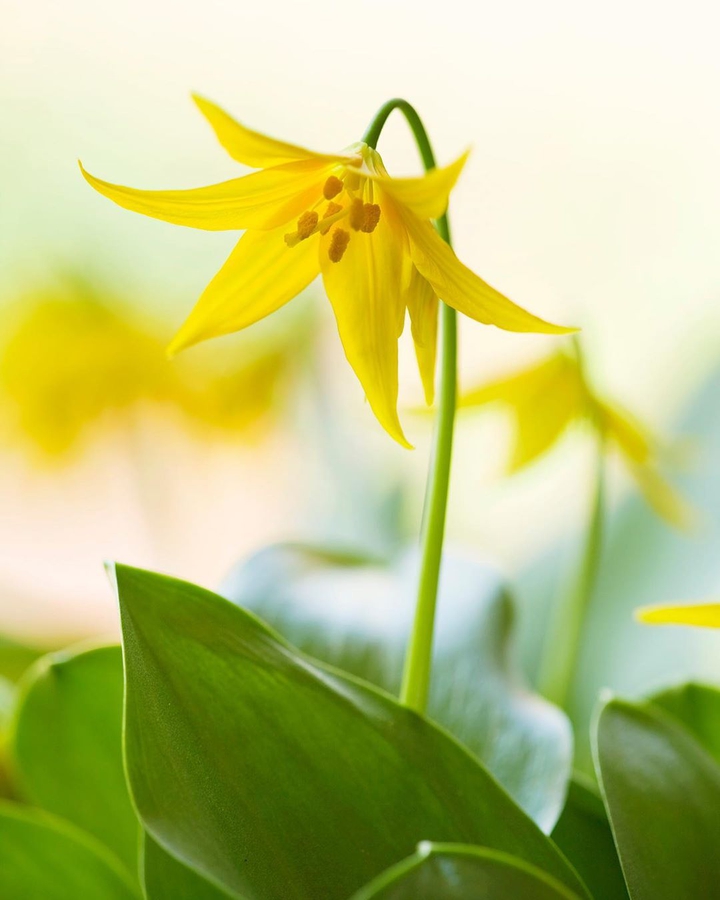 yellow flower