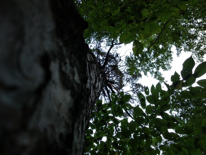 small forest, big trees