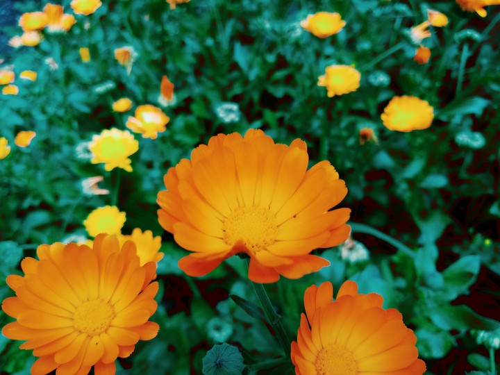 FlowerUnderOrange