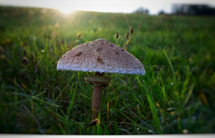 muschroom 