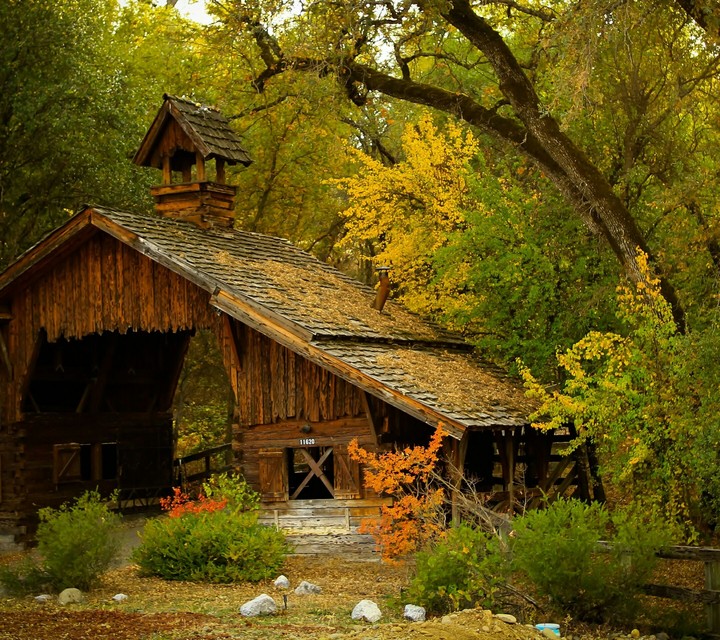 forest beauty