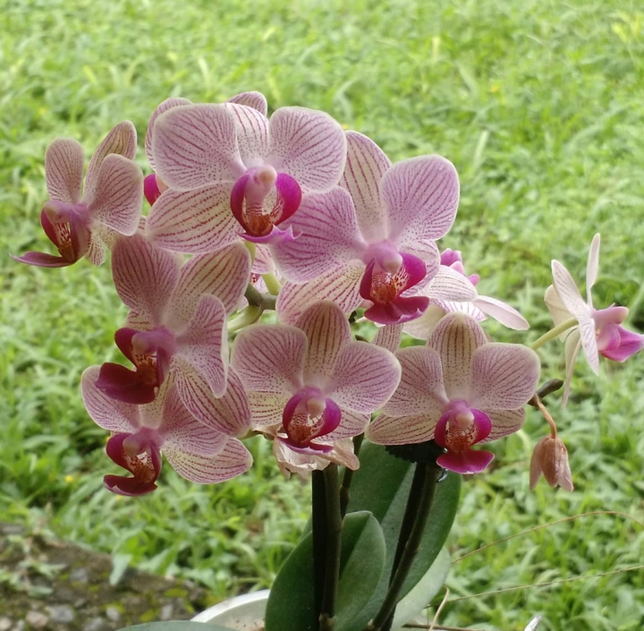 orquídeas ?