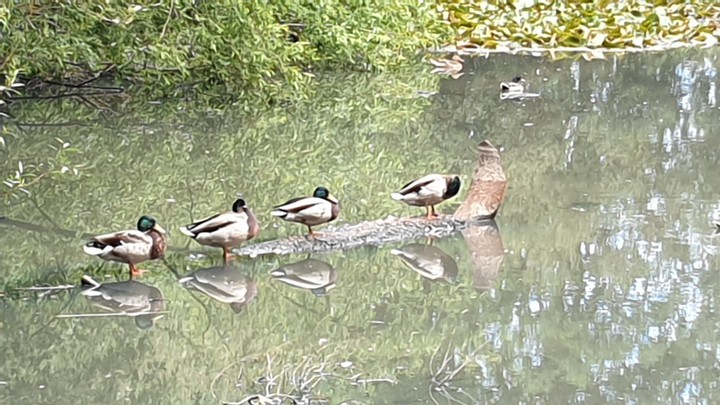 duck log