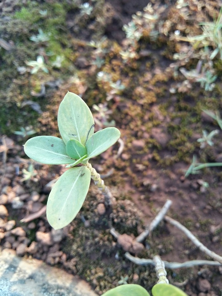 twig