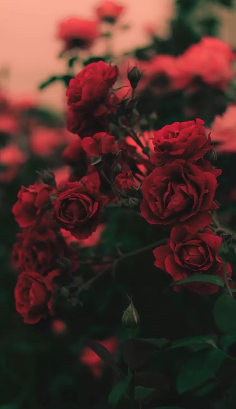 ♥