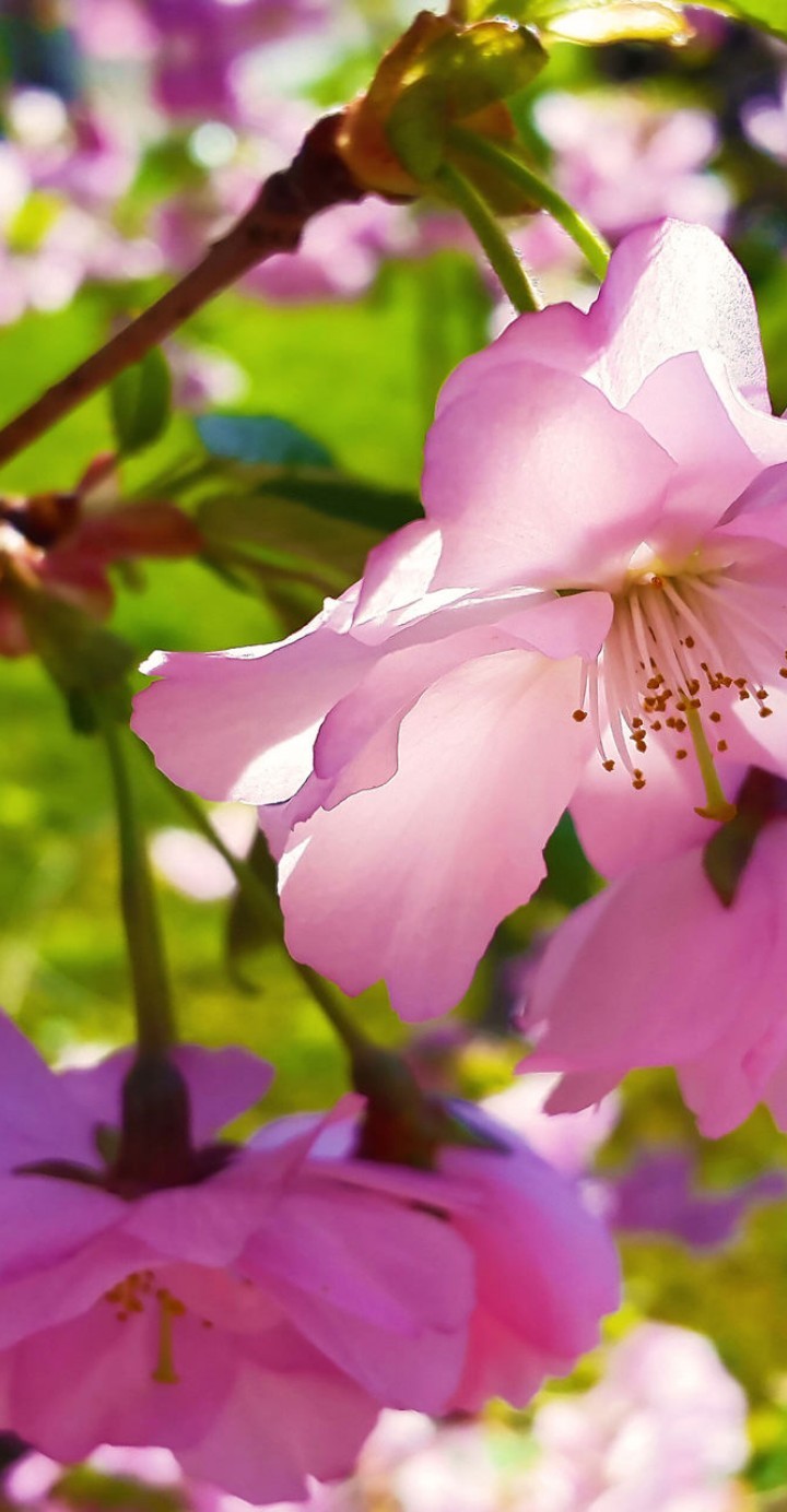 flores