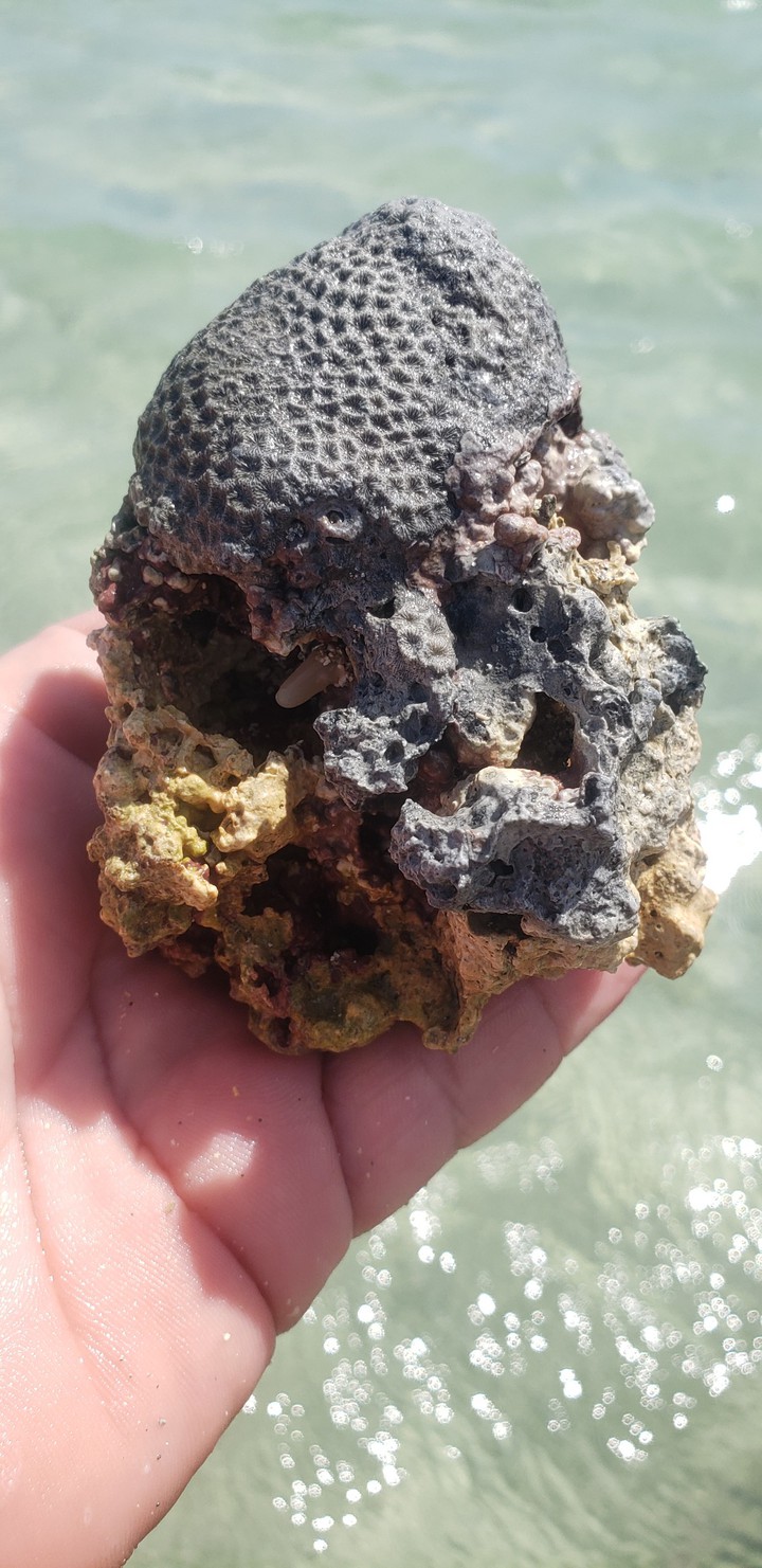 coral