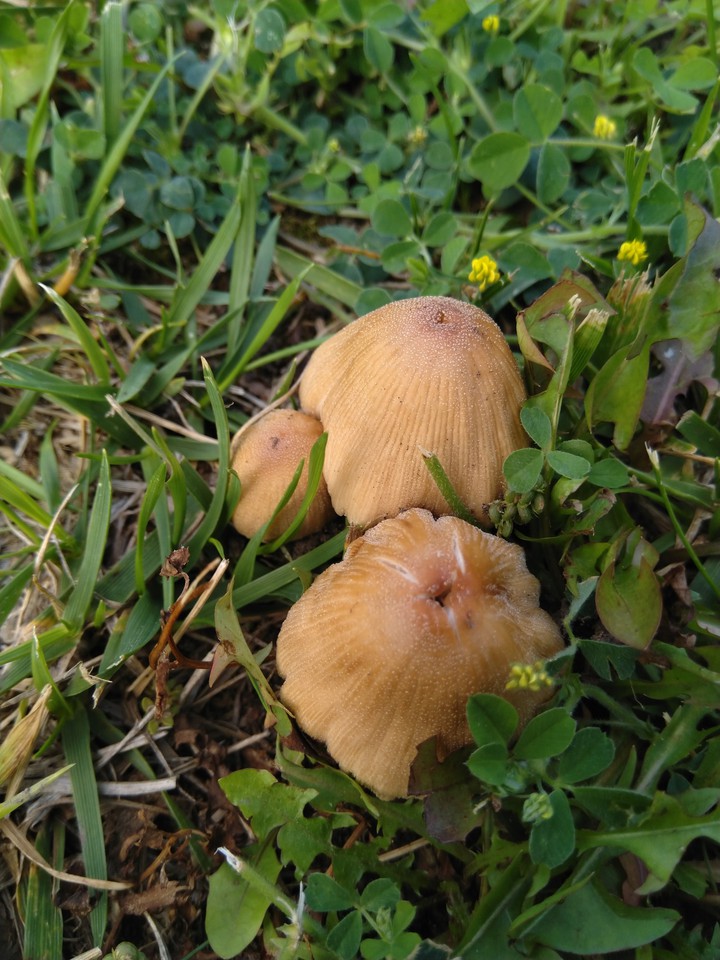 mushroms