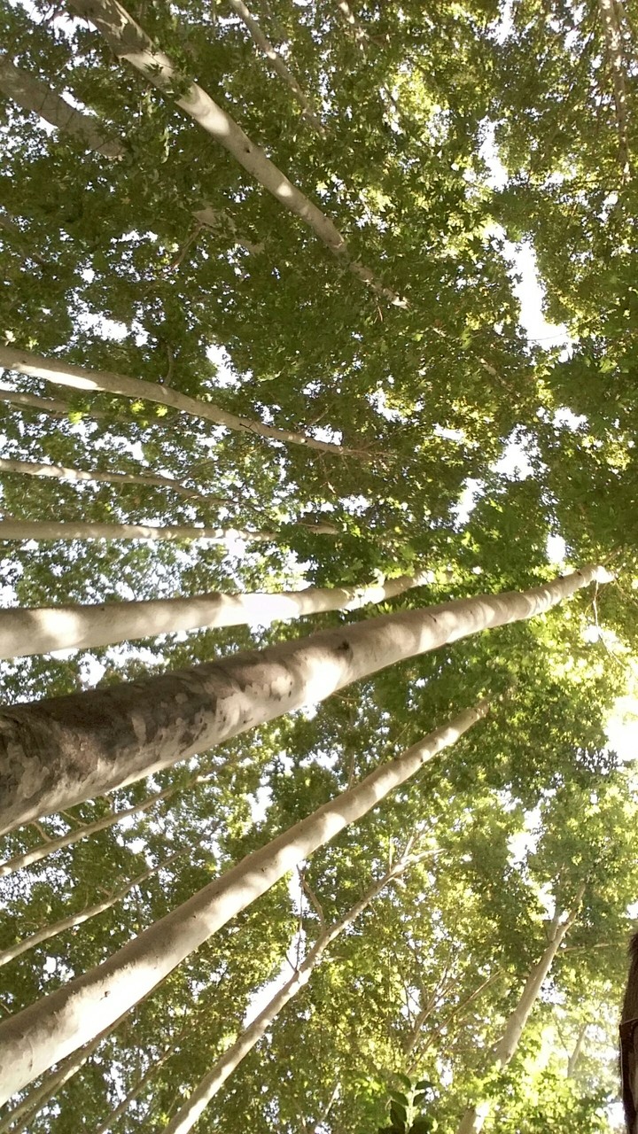 tree8766