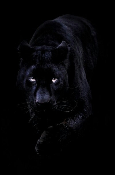 Black panther
