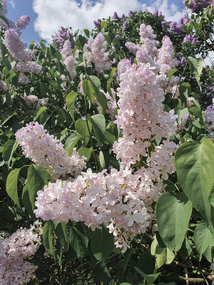 flowers ♡