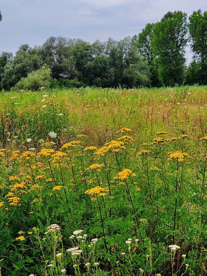 Meadow