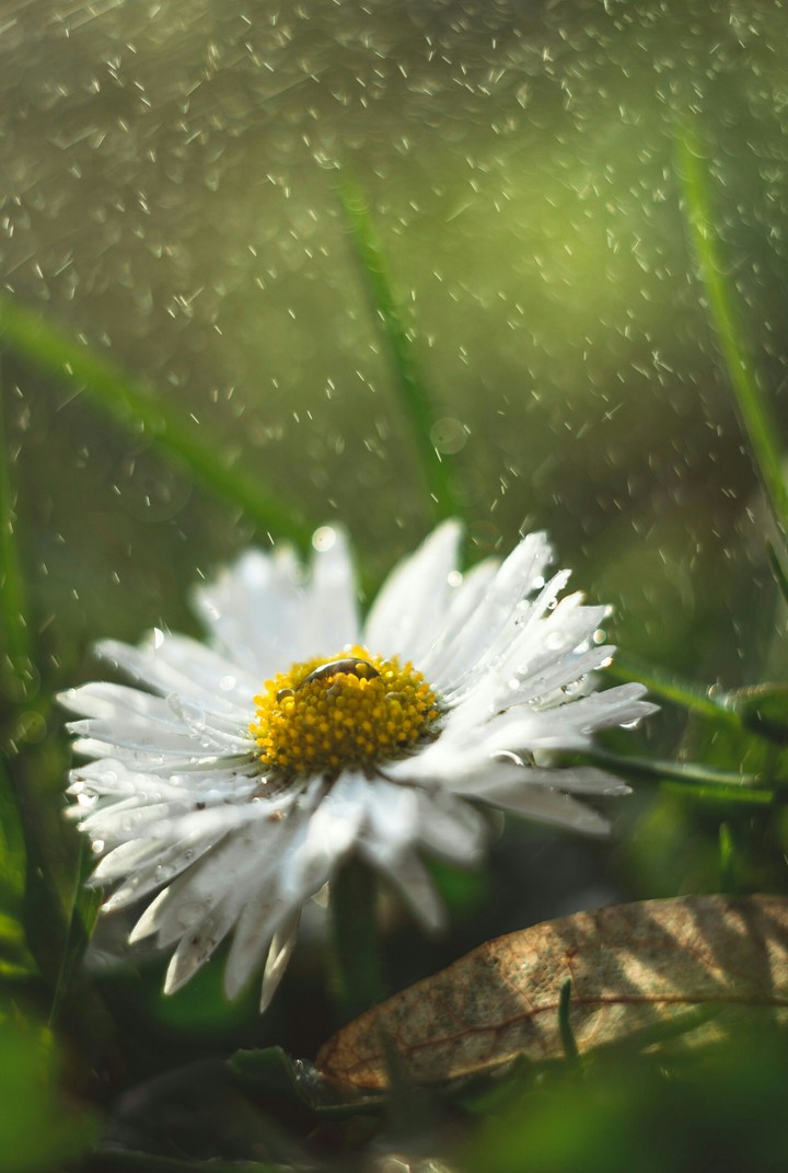 Shower for a flower