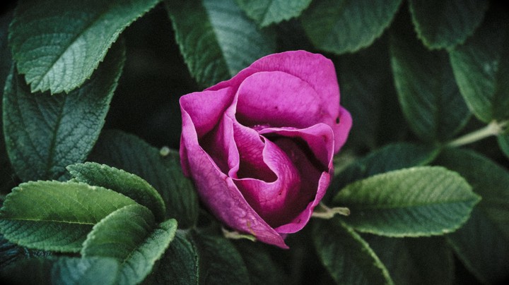 Dog-rose