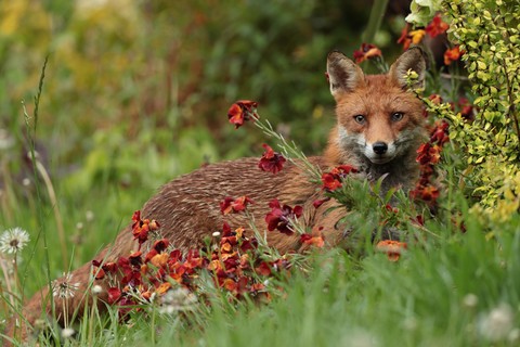 ταπετσαρίες canidae, snout